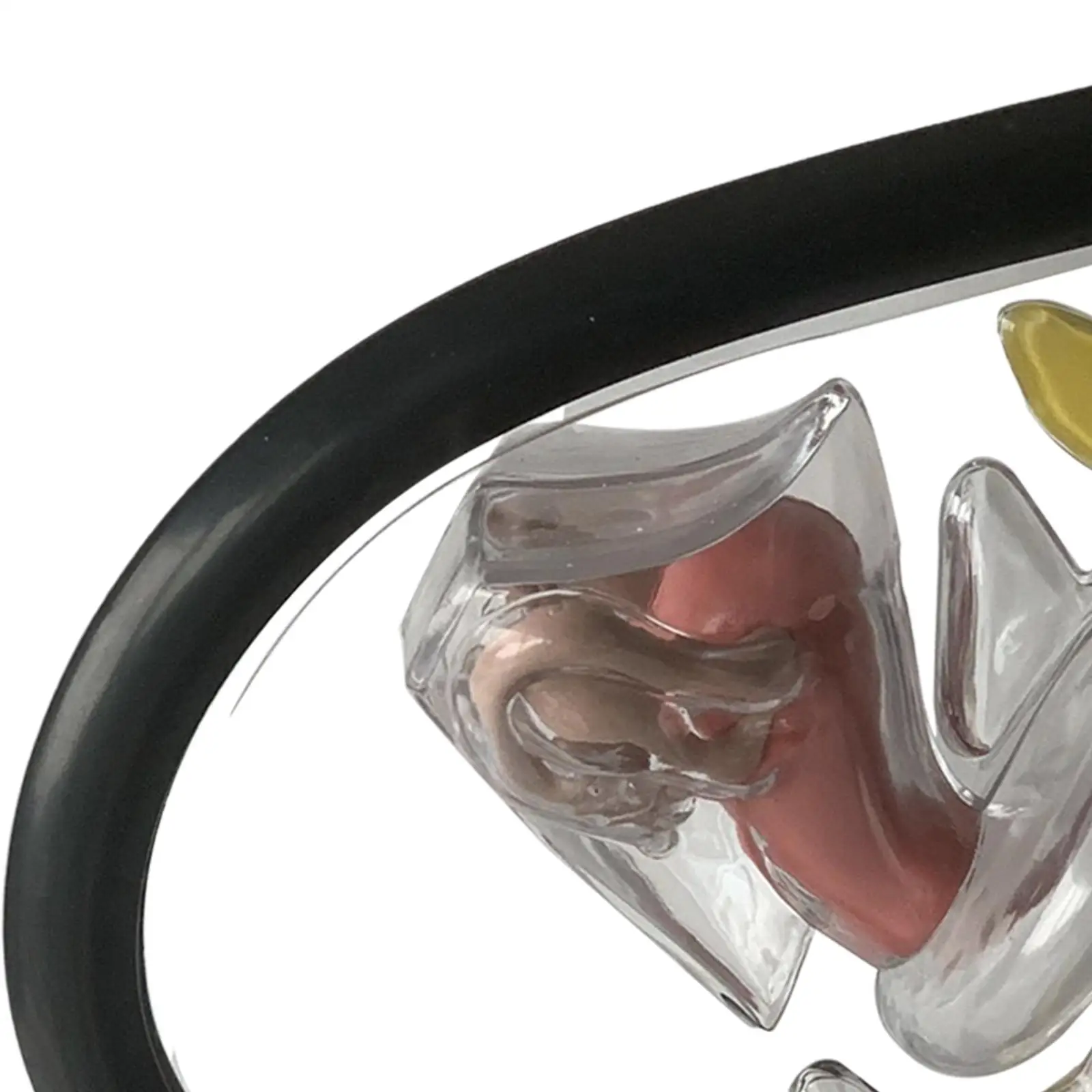 

Women Reproductive Uterus Model Transparent Anatomy Display Detailed Female Reproductive System Model for Educational Learning