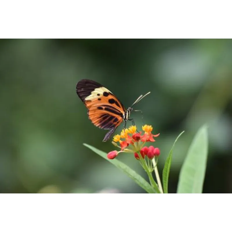 

SIYI MK32 Enterprise Handheld Ground Station Smart Controller with 7 Inch HD High Brightness LCD Touchscreen CE FCC