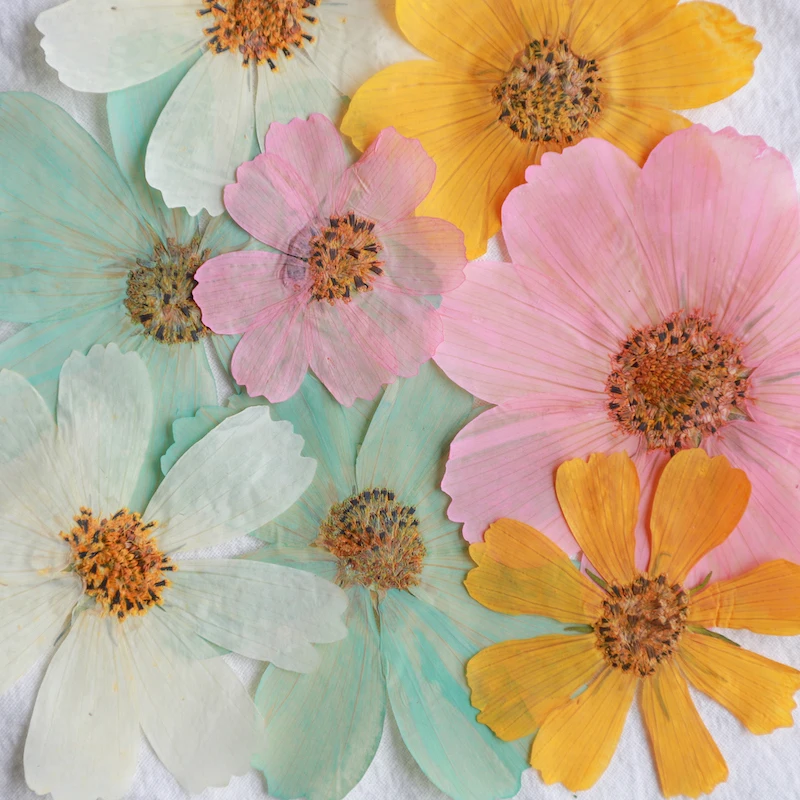 Dried Flowers Dyed Cosmos for Glass Cup Decoration, Wholesale, Free Shipping, 120 Pcs