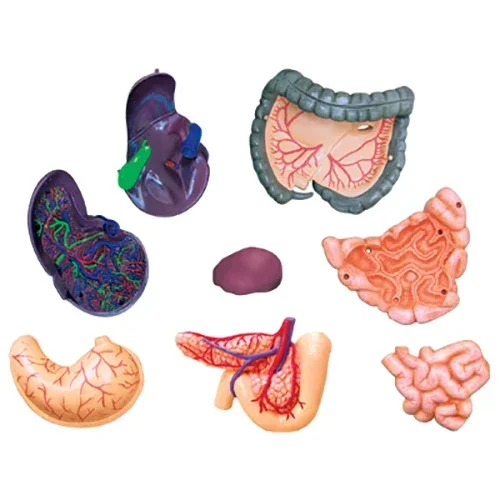 4DHuman Body Medical Body Organ Anatomy Perspective Model Hospital Student Teaching Aids Large Size