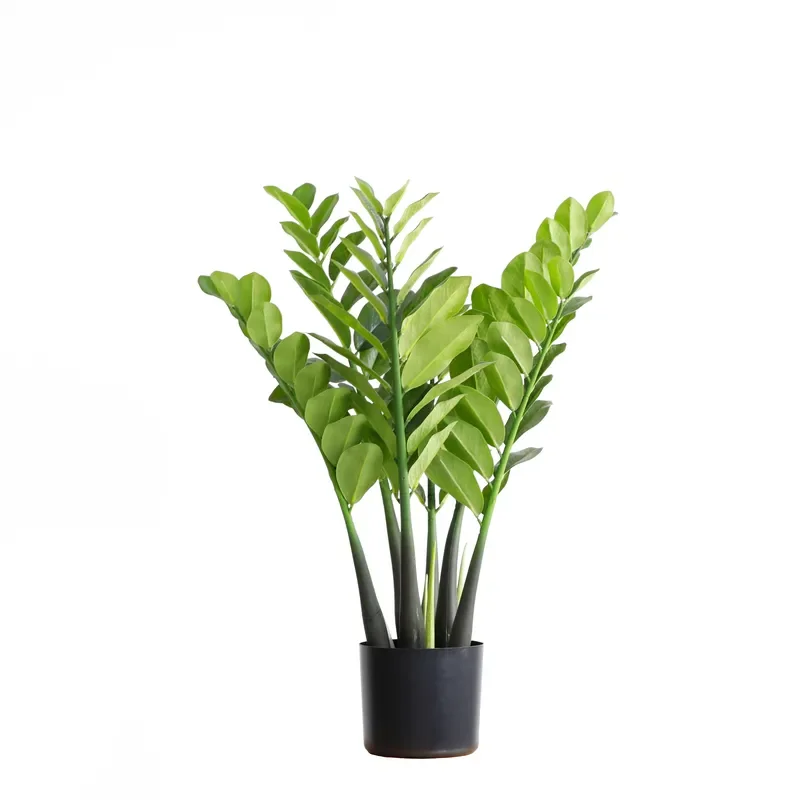 Artificial Dollar Tree Money Trees Braiding Plants Bedroom Accessories for Home Decor