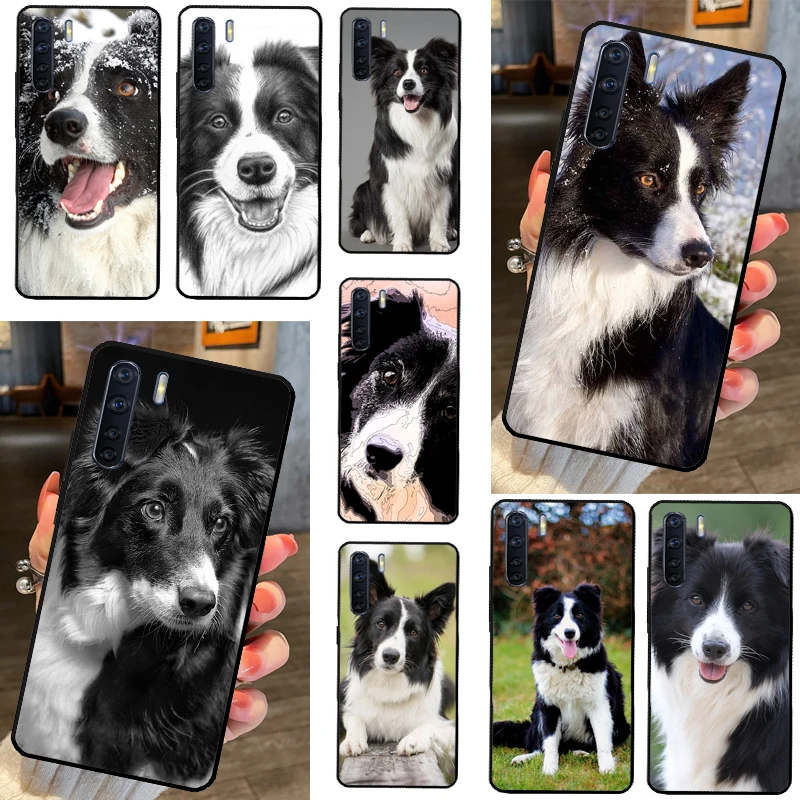 Border Collie Dog F…