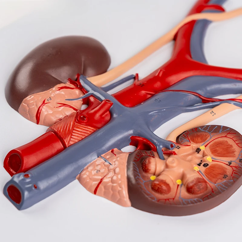 Teaching simulation human urinary system model, ureter, bladder, urethra, kidney anatomy model