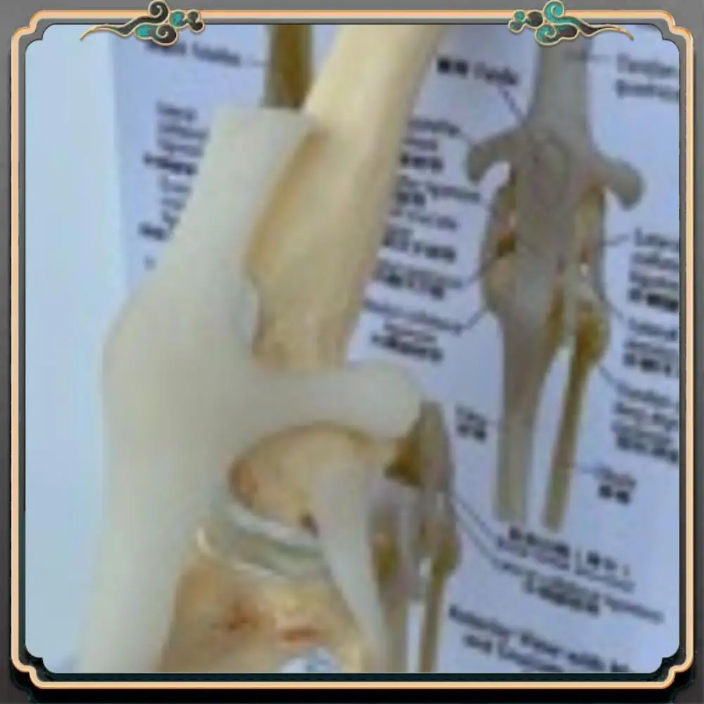 ASMA-Canines Knee Model Dog Joint Anatomical Model Dog Skeleton Model Animal Skeleton Anatomy  Science Gift