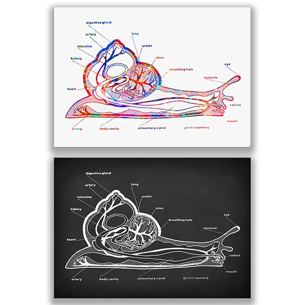 Snail Anatomy Poster Gastropod Physiology Art, Biology Art Molluskist Gift, Slug Art Ringler Art, Zoologist Scientist Gift