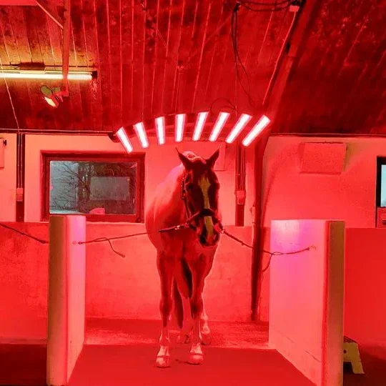 Barn Light Equine Whole Body Treatment Sunbath Pony Light Therapy Device Red Infrared Horse Light Horse Solarium