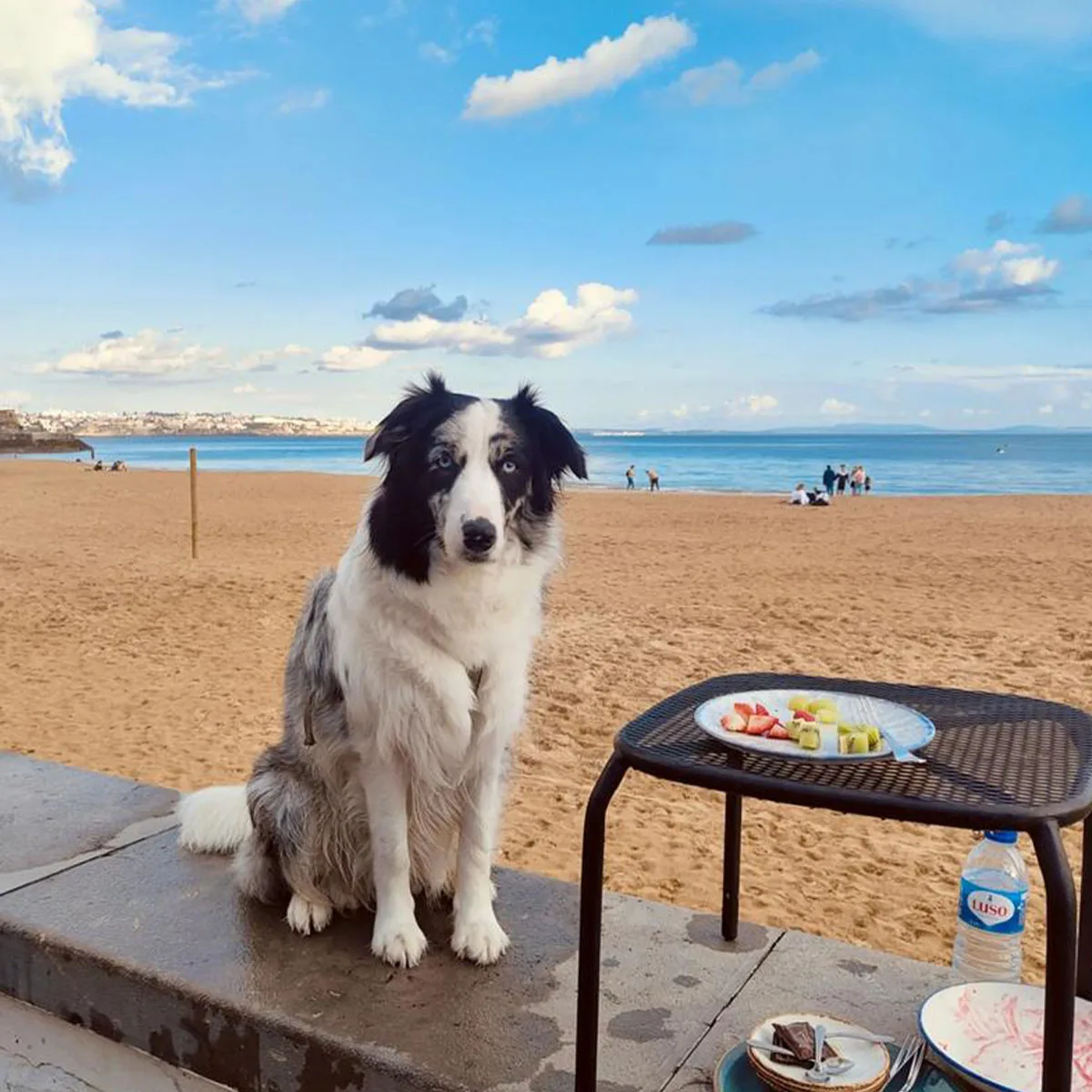 

Dog Bark Collar for Large Medium Small Dogs, Rechargeable No-Bark Collar,Dog Anti Barking Training Collar, With 4 Training Modes