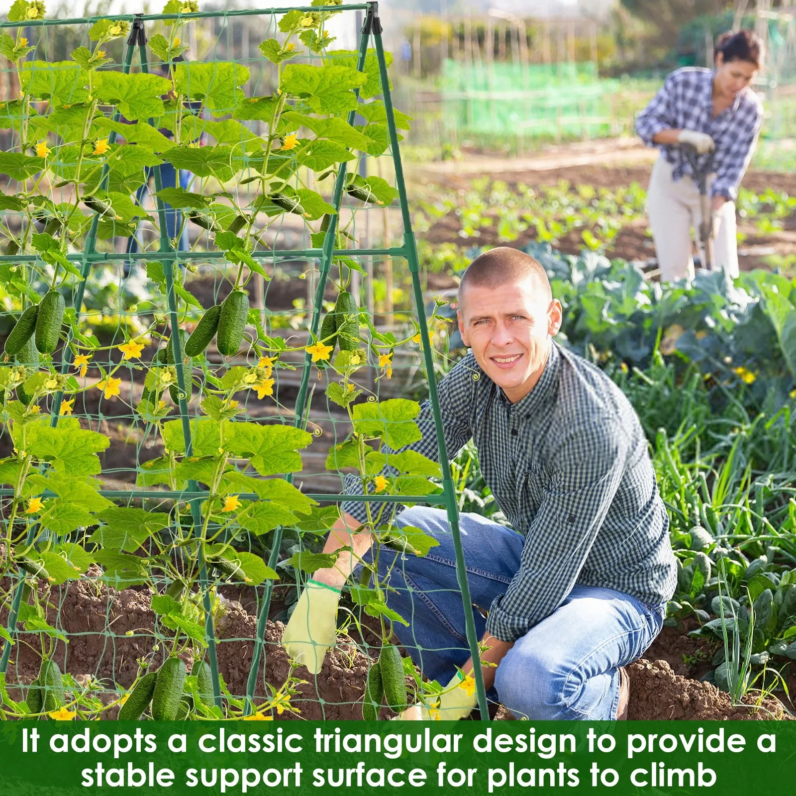 โครงตาข่ายสำหรับปลูกไม้เลื้อย  - Vine Climbing Plastic บทวิจารณ์และราคา