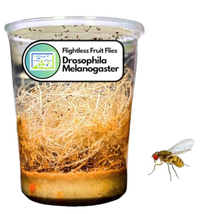 

【Spot goods】32oz Fruit Fly Culture Live Feeder Insects and Flightless Fruit Flies for Dart Frogs Praying Mantis Jumping Spider