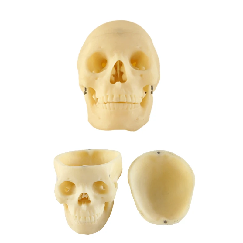 

Skull Model with Nerve Skull Model 10 Parts Medicine Skull Studying Anatomy Teaching Supplies