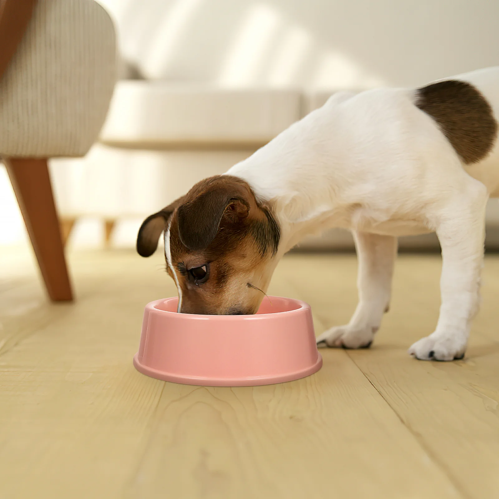 

3Pcs Plastic Pet Bowl Durable Safe No Smell Stylish Design Perfect Size for Cats and Dogs Feeder Pet Bowl Dog Food Feeder