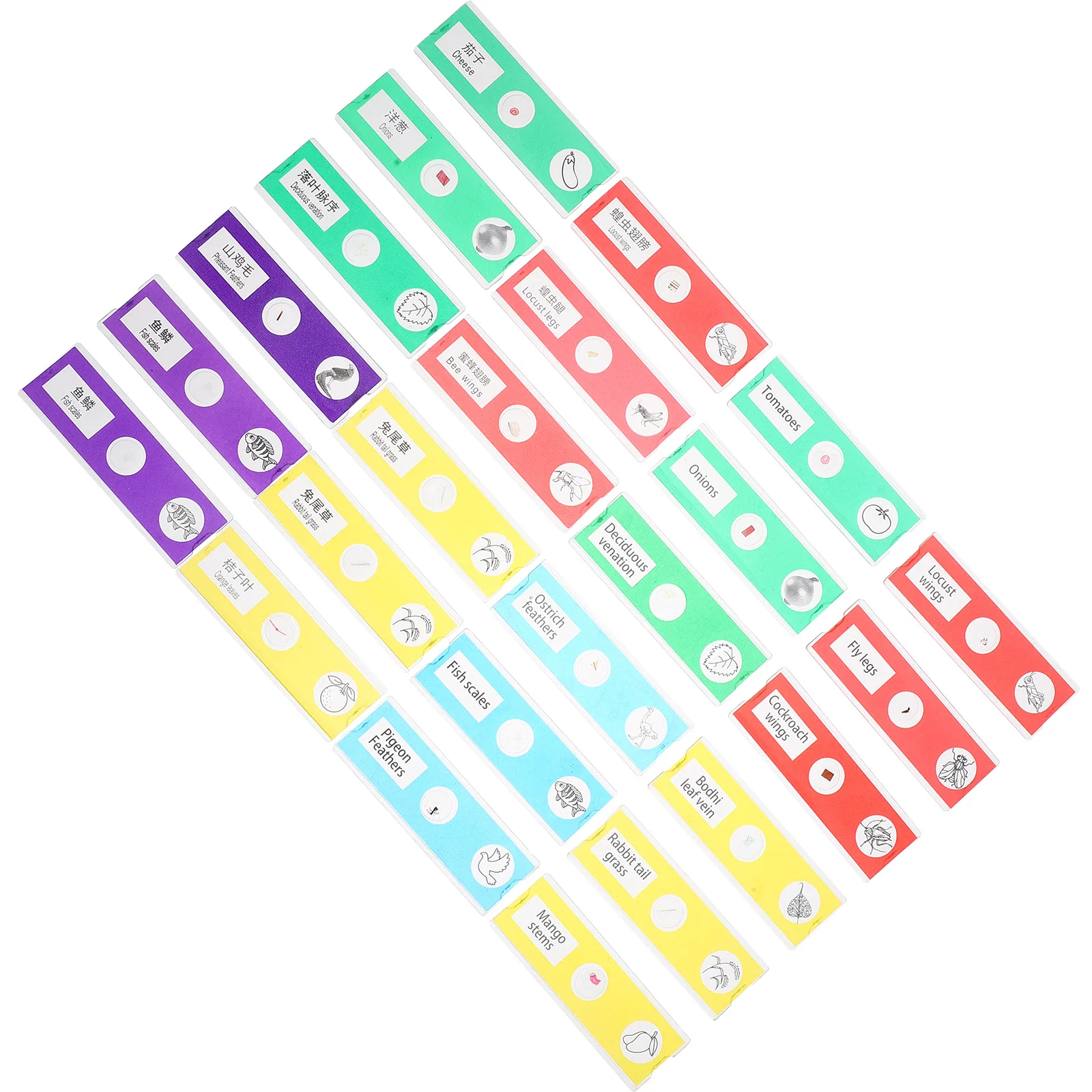 24 قطعة مجموعة شرائح المجهر للأطفال عينات بيولوجية جاهزة من البلاستيك لتجارب العلم تسميات صينية إنجليزية ثنائية اللغة