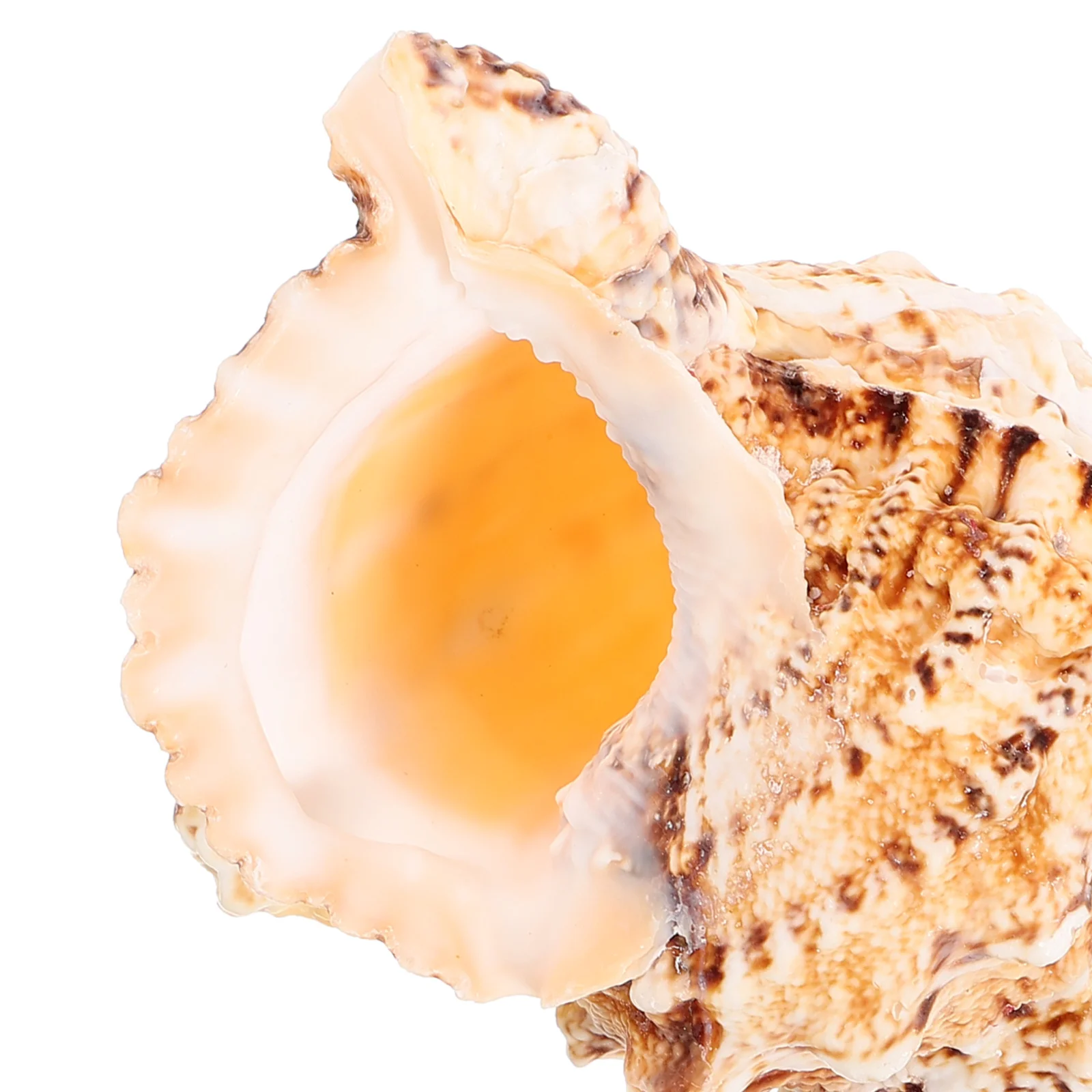 

Large Natural Sea Shell Conch For Fish Tank Decor Aquarium Landscaping Craft Desktop Ornament Shells For Decorating