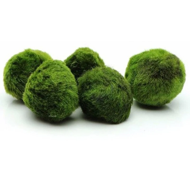 Bolas de musgo Marimo de 3-4 cm, planta de acuario vivo, algas, peces, camarones, adorno de tanque, simulación de bolas de algas verdes, planta Artificial