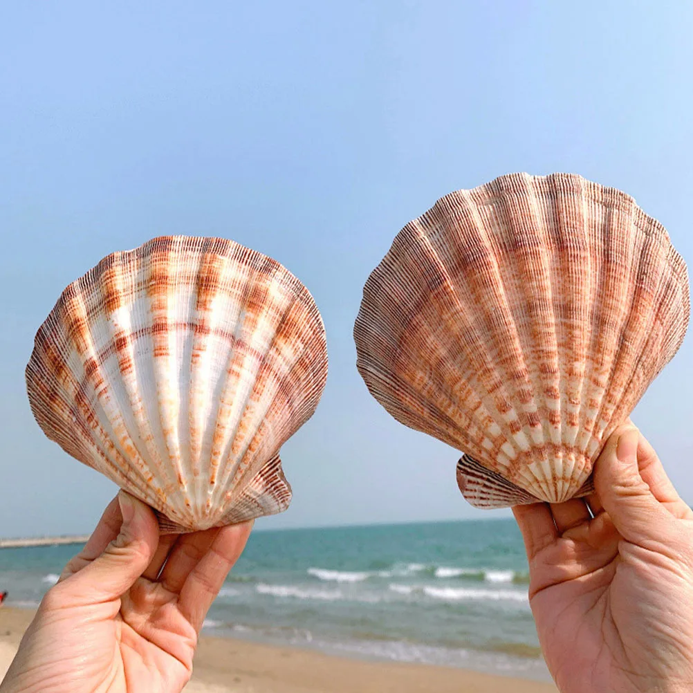 

2 Pcs Seashells Natural Adorn Dish Decor Photography Craft Material Abalone Plate Ornament
