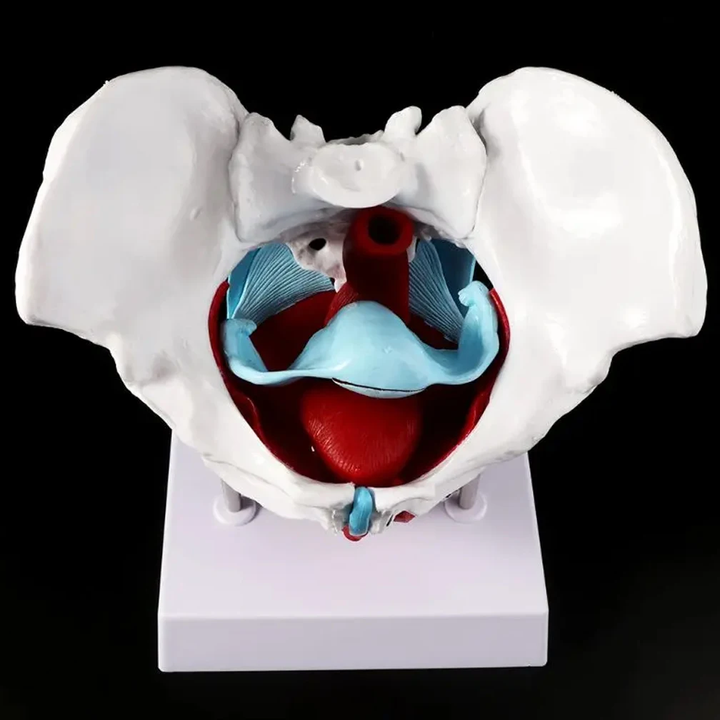 

1:1 Anatomical Female Pelvis Sacrum Pubis Model Pathological Changes Woman Skeleton Model Kit Lab Supplies School Learning Tool