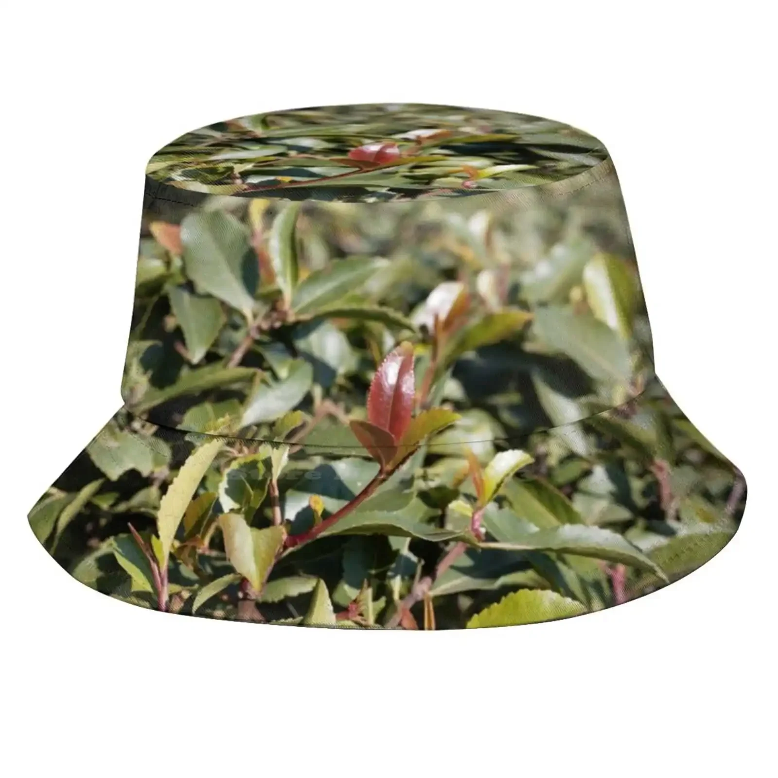 Fresh Leaves Of A Khat Or Qat Bush, Catha Edulis, In A Field. Sun Cap Fisherman Hat Bucket Hats Khat Qat Catha Edulis Bush Tree