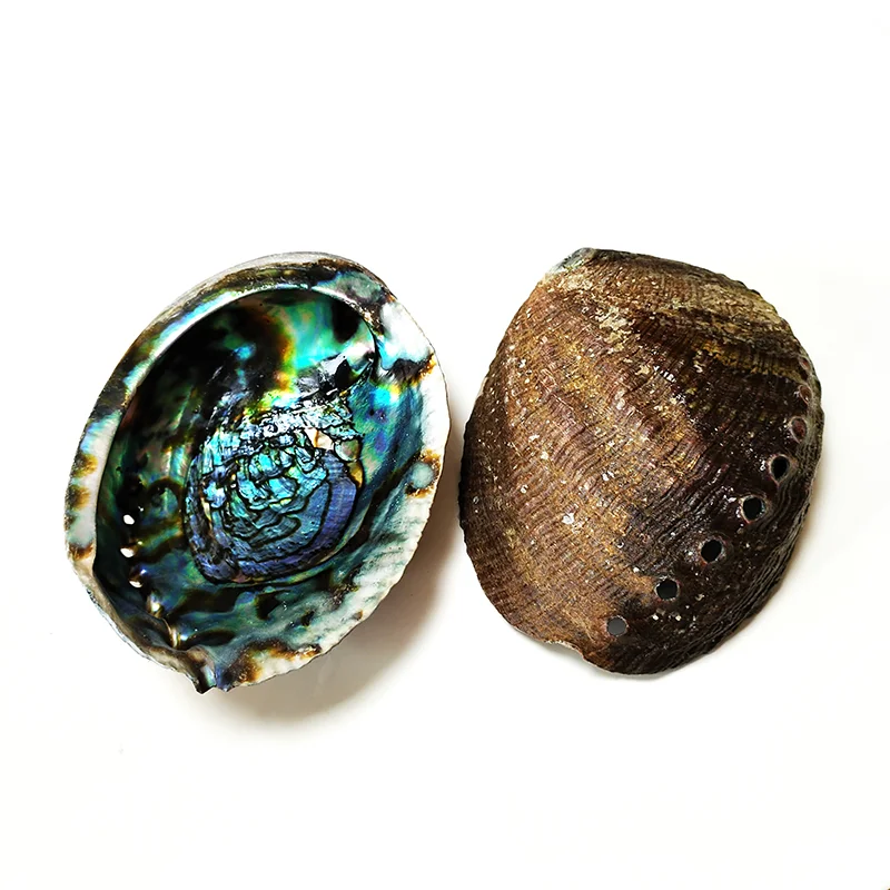 13-14 CM Large Abalone Shell Bowl Natural Bulk (Pāua) Abalone Shell Smudge Bowl Incense Burner for Sage Burning Home Décor