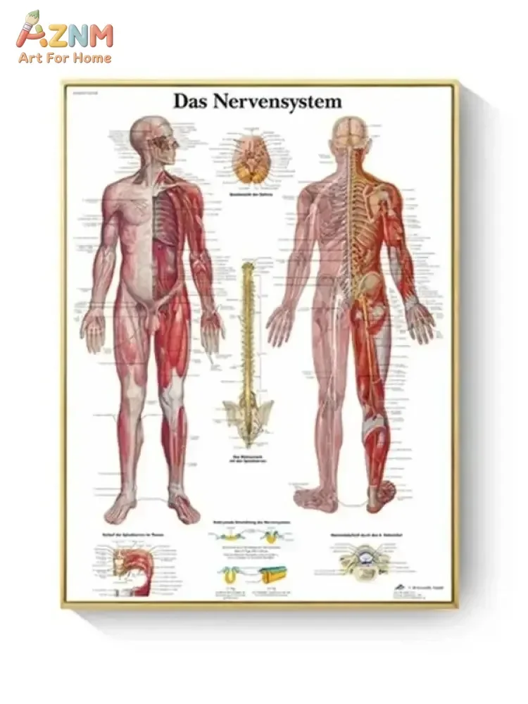 AZNM Unframed Canvas Print Human Anatomy Educational Wall Art Medical Skeleton Muscle System Decor Poster