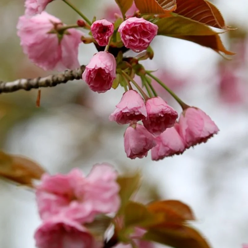 

Carbon Fiber Front Bumper Chassis Skid Plate Lower Guard for 1/7 ARRMA LIMITLESS F1 Car