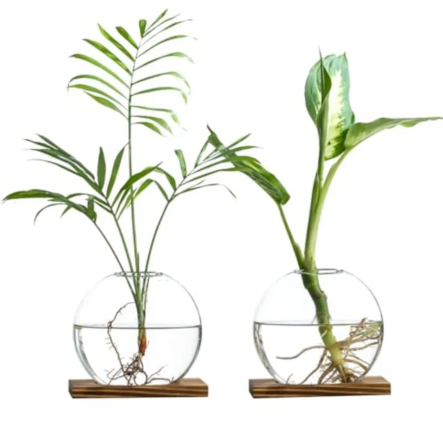 Glass Planter Hydroponic Station with Wooden Base