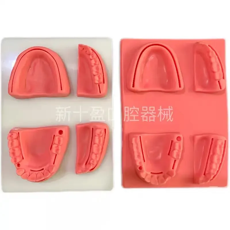 

Dental suturing exercise model Medical supplies simulation Oral module Surgical training model demonstration