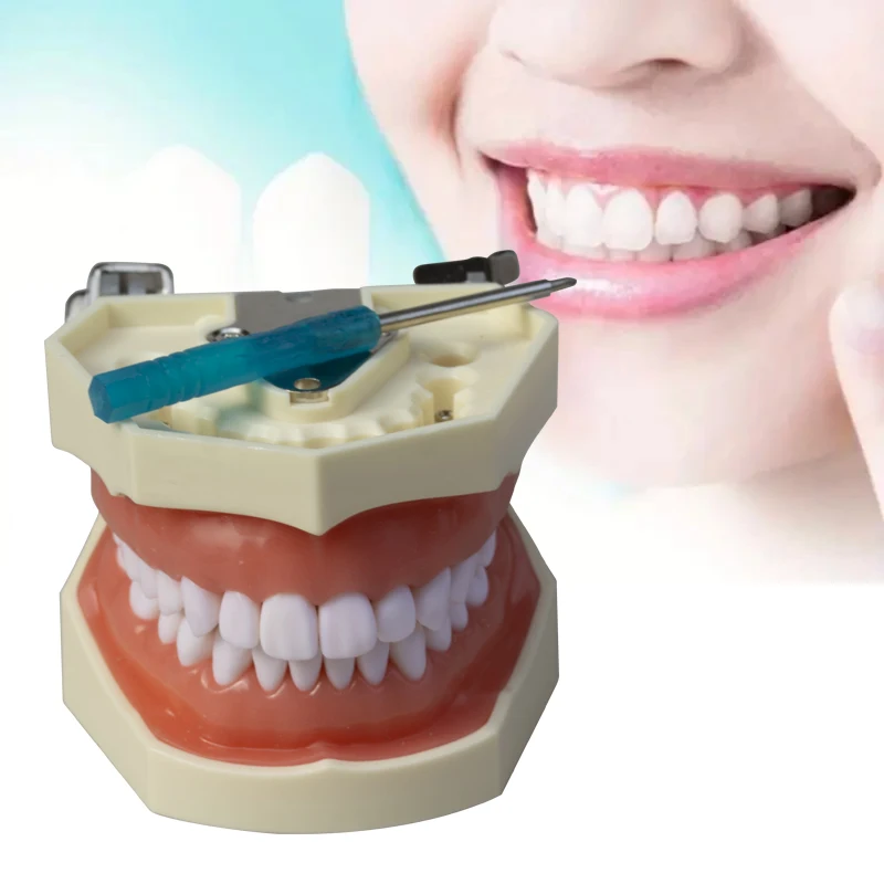 

28 teeth oral teaching removable tooth model dentures oral practice exam resin standard dental teaching aids