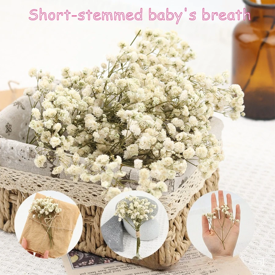 #67 Trending Dried Flowers Right Now