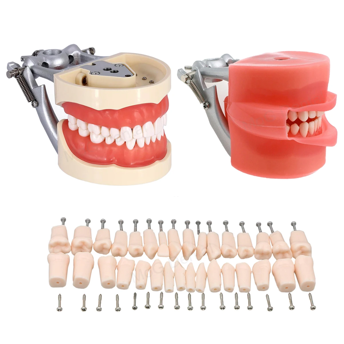 Model Teeth Teaching with Removable 32pcs Tooth and Rubber Simulation Cheek Dental Teaching Model Fit Kilgore NISSIN 200 Type