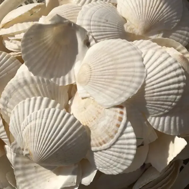 Garlic Vermicelli White Large Scallop Shell Steamed Scallop Hawaiian Half Shell Large Tray Shell