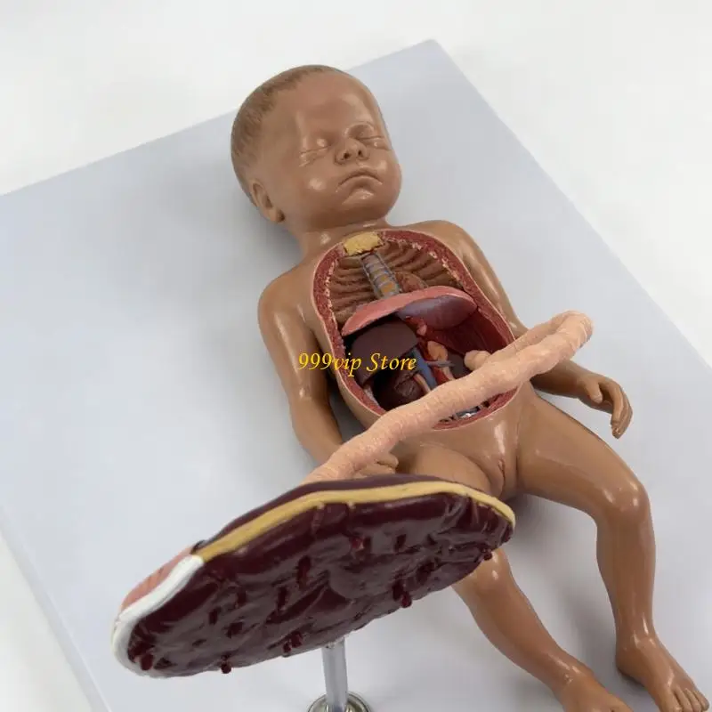 C90C Life Size Fetal Circulation Model with Labeled Parts for Classroom Education