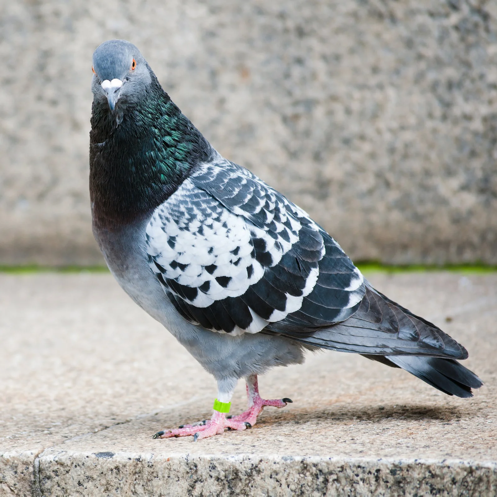 ハトの鶏の足の指輪,鳥の付属品,オウムの脚の識別,赤ちゃんの鳥,100個