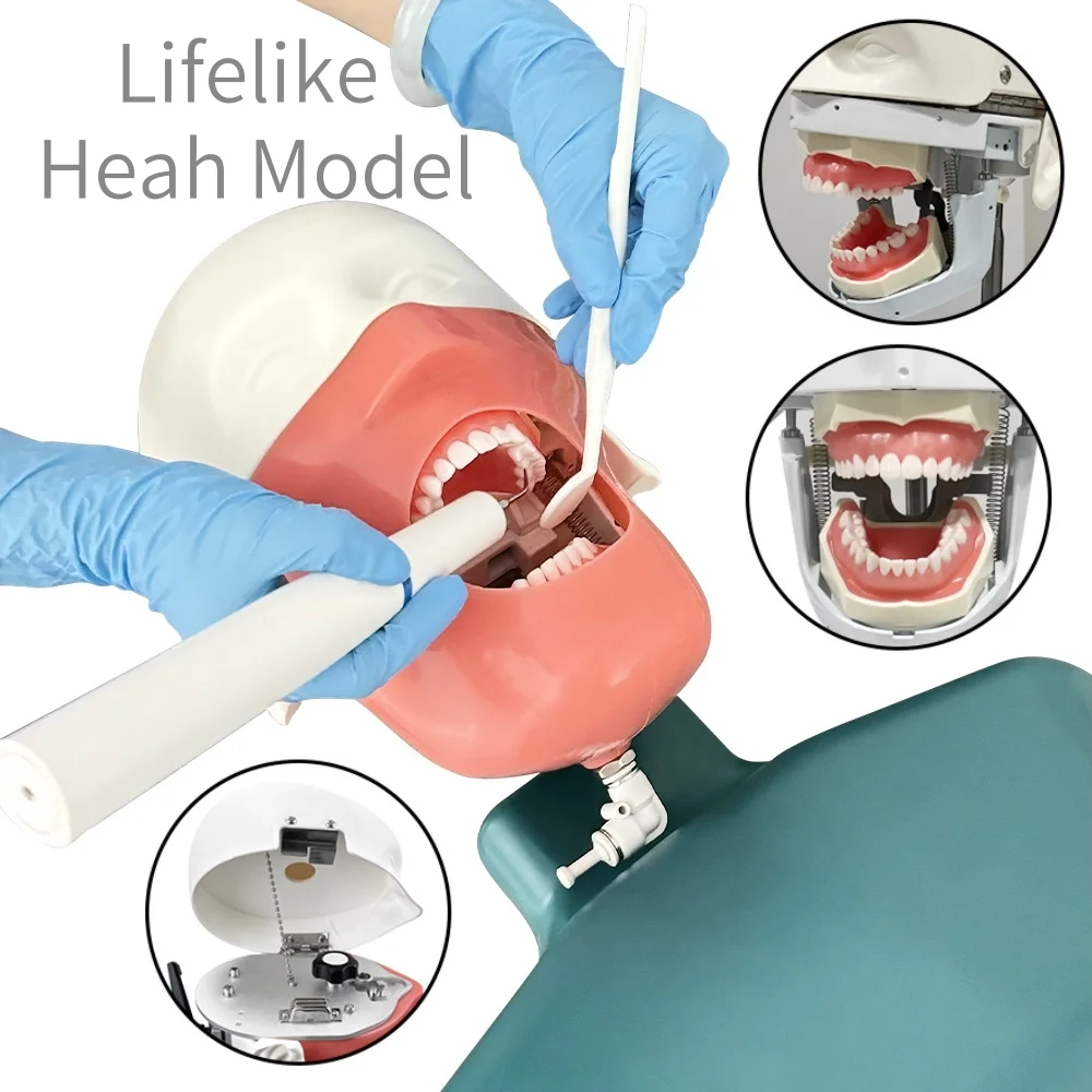 

Dental Simulator With Shoulder Body Dentistry Manikins Phantom Model Typodont Teeth Teaching Training Model Assistant Practice