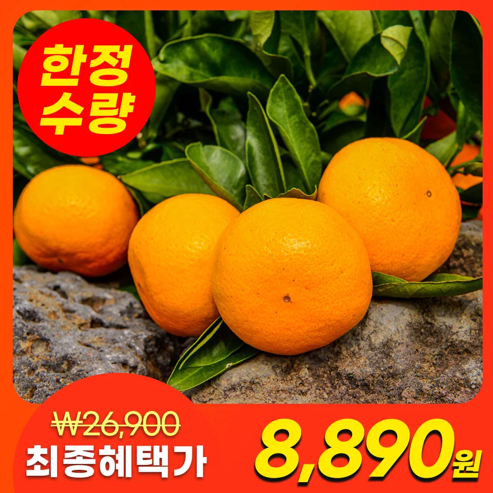 한Sweet Jeju Thai-Bek Mandarinas de campo abierto