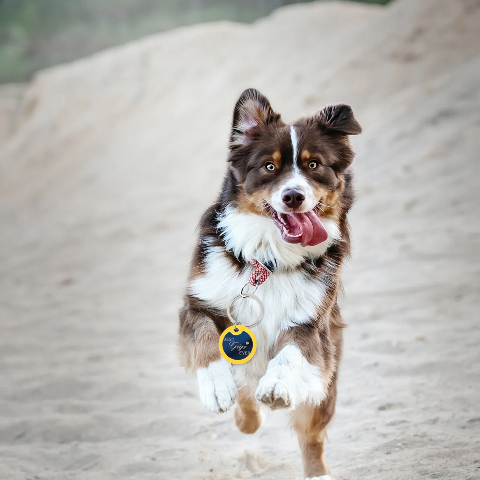 

12pcs Dog Muffler Pet ID Nameplate Accessory for Small Dogs Metal Chain Noise Reducer