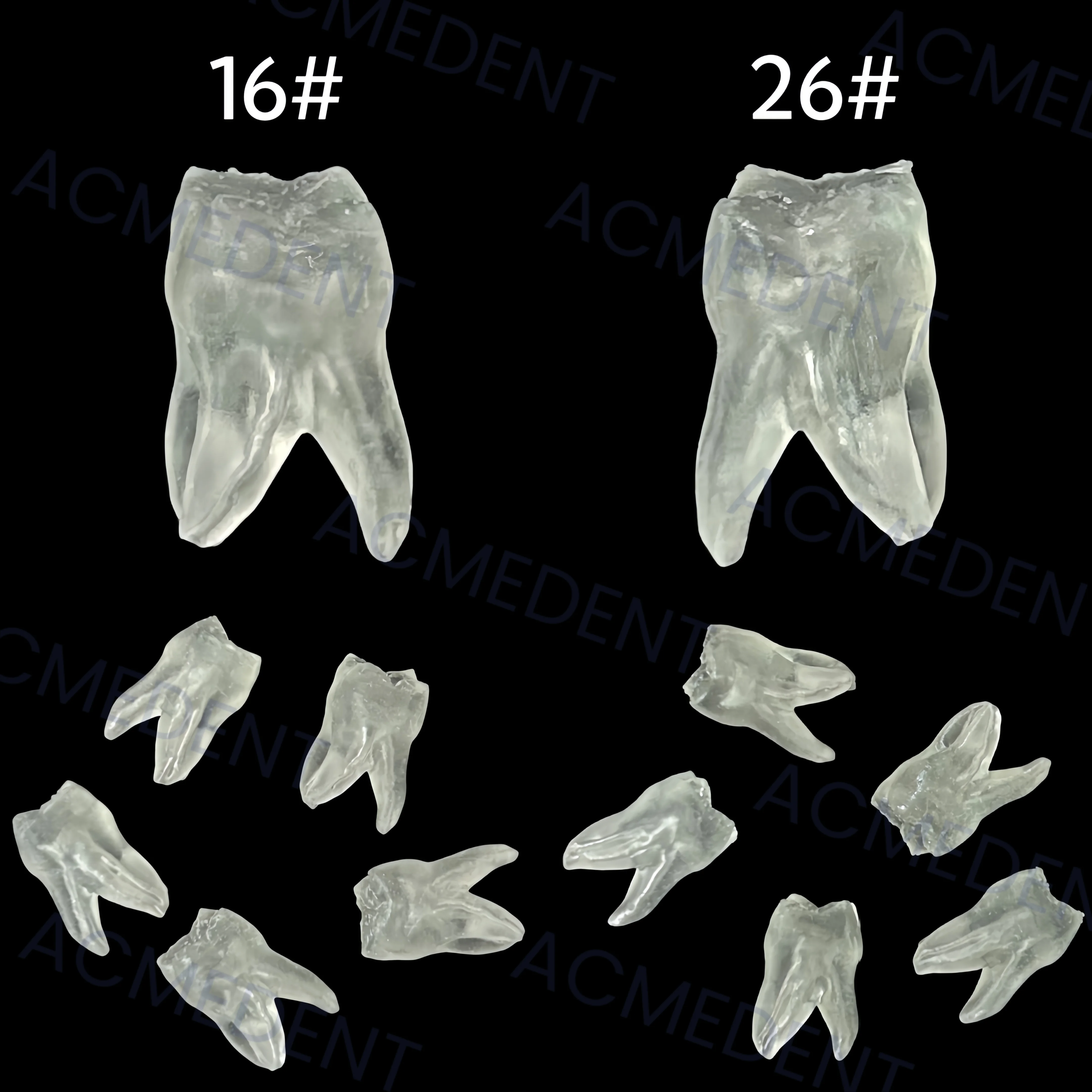 2~50pcs Dental Tooth Model Molar Teeth #26 #16 Endo Root Canal Pulp Apical File Training Student Practise