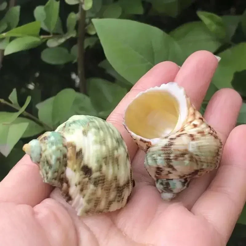 2PCS Spotted Snail, Snail, Natural Shell, Conch, Fish Tank, Aquarium, Scallop, Hermit Crab, Replacement Shell, Special Shell