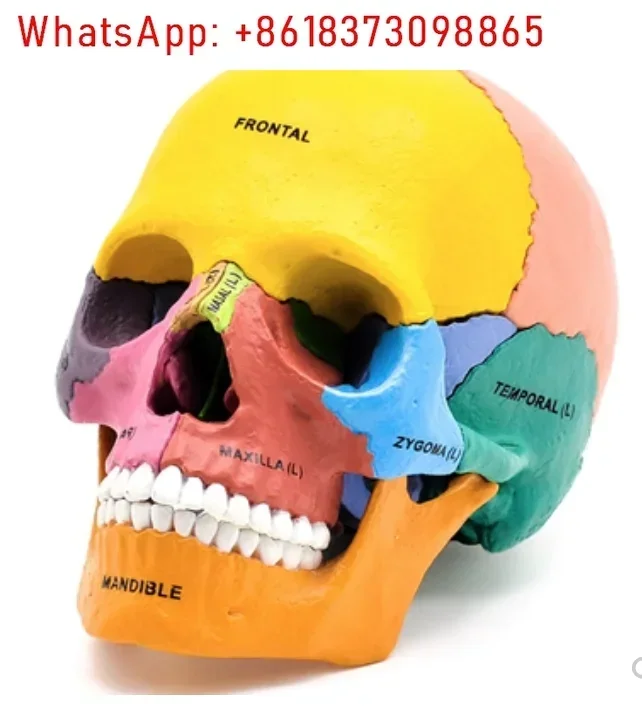 

4D MASTER bone model skull model