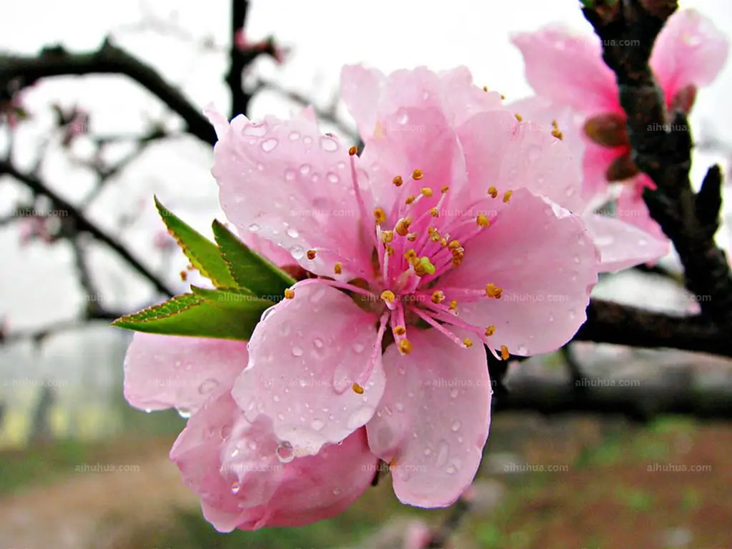 

4 шт. латунный внутренний противовес 65 г для 1,9 2,2-дюймовых колесных дисков Trxs TRX4 Axial SCX10 90046 D90 TF2 RC Crawler Upgrade Part