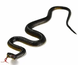 45cm serpente simulazione serpente nero e giallo finto serpente piccolo serpente gomma morbida serpente plastica intero giocattolo spaventoso puntelli scherzo trucco