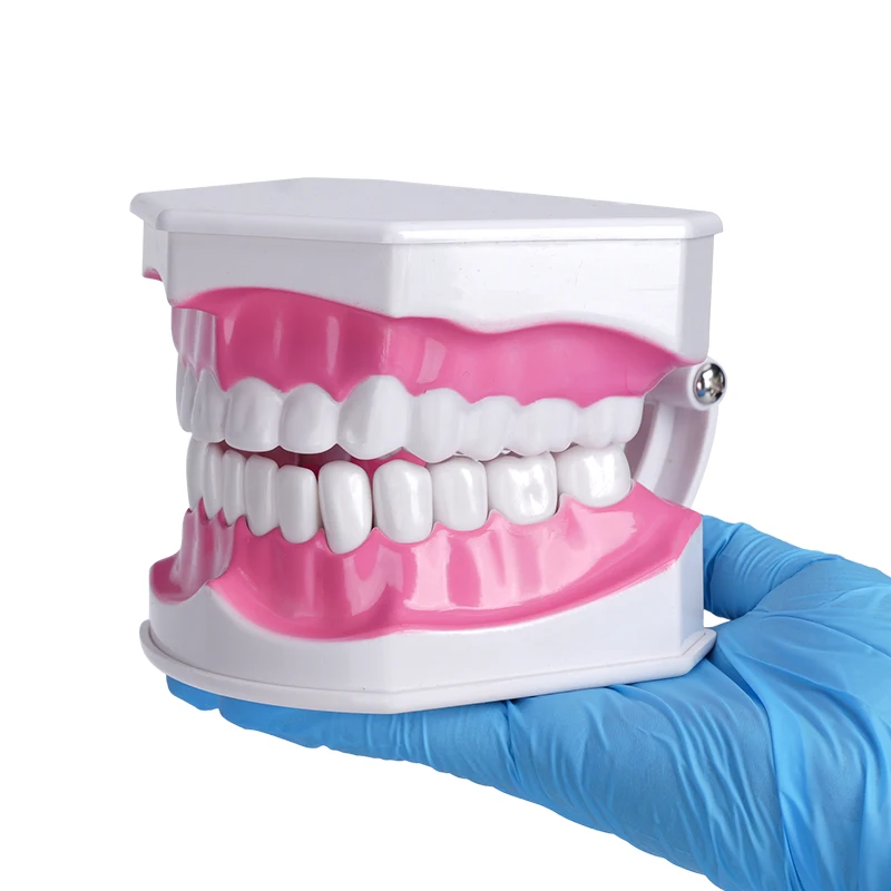 1pc Large Dental Tooth Model Teeth Removable Standard Human Teeth Demonstration Model with Toothbrush for Teaching Studying