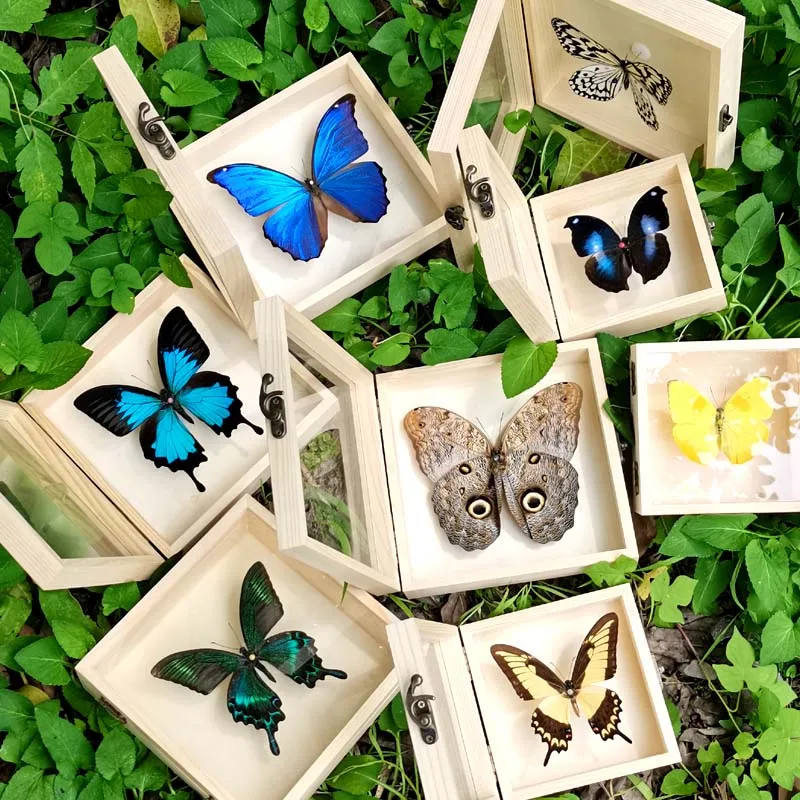 Free Shipping Real Butterfly Specimen Solid Wood Box Beetle Animal Picture Frame Room Decorative Painting Birthday Gift