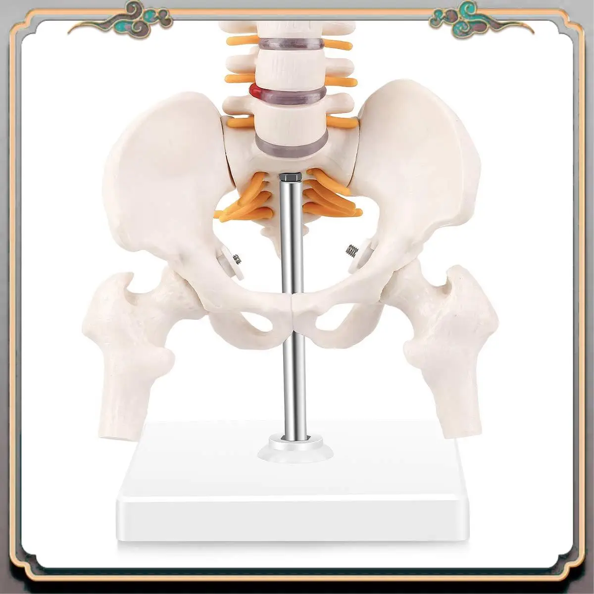 Durable Miniature Spine Anatomy Model, 15.5Inch Mini Vertebral Column Model With Spinal Nerves, Pelvis, Femur, Mounted On A Base