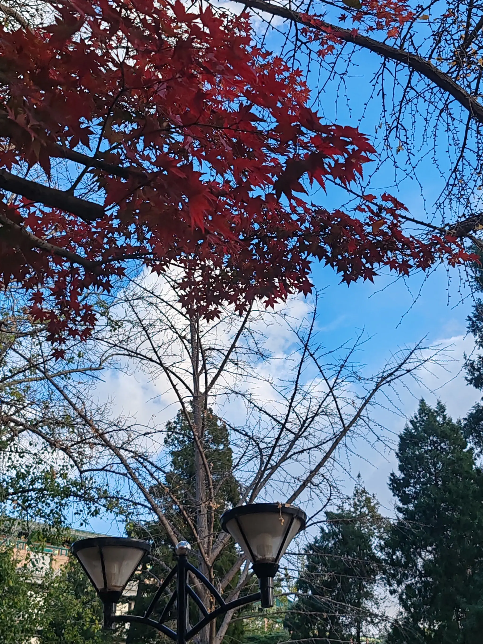 

30ml 80pcs Automatic Measured Bottle Pourer Quick Shot Spirit Drinks Wine Cocktail Dispenser Bar Accessory Wine Pourer