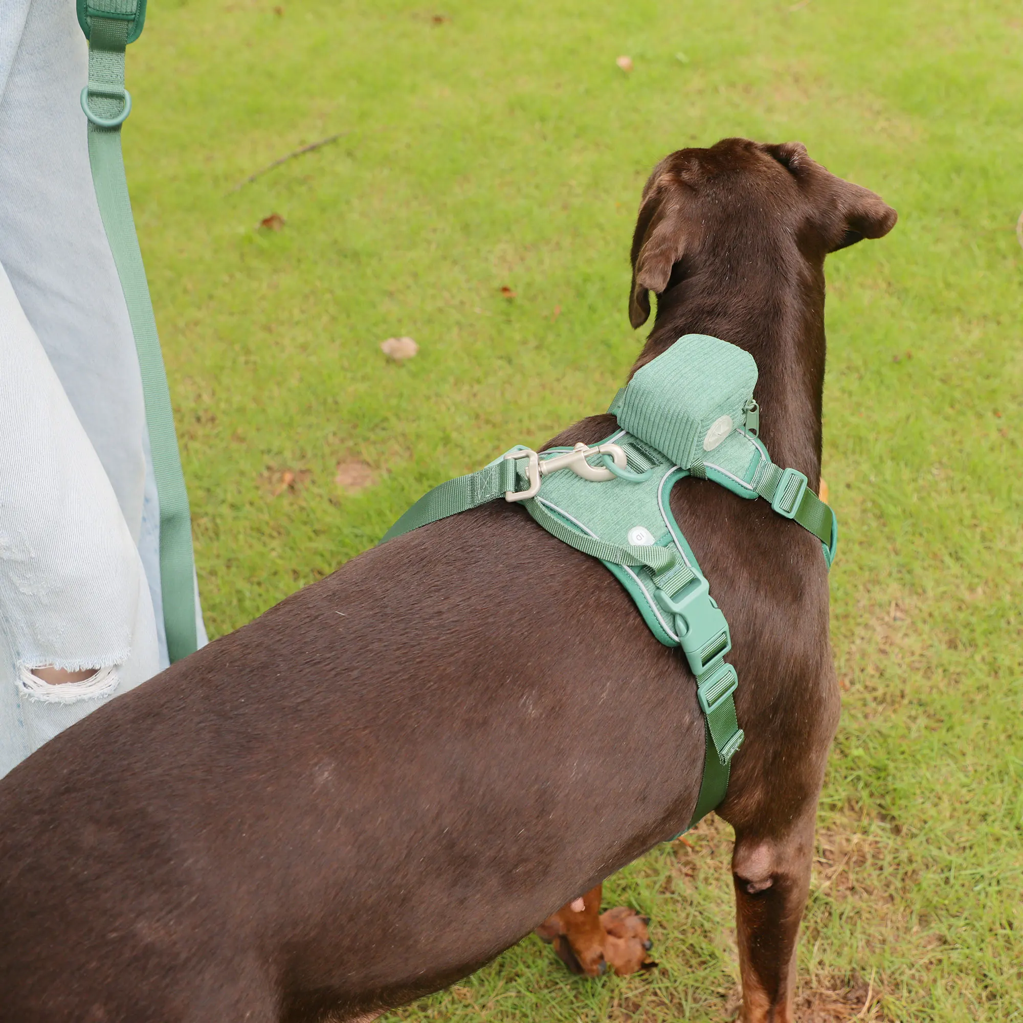 

Pet Leash and Harness Set Dog Vest Step in Harness Dog Accessories