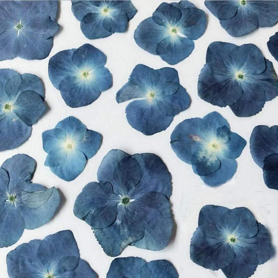 120pcs Pressed Blue Series Dried Hydrangea Macrophylla Flower Plants Herbarium For Jewelry Phone Case Bookmark Making DIY