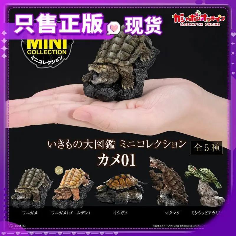 الأصلي بانداي غاشابون خريطة بيولوجية كبيرة الحيوان قرون الضفدع Lepidobatrachus Llanensis محاكاة المنقولة عمل نموذج لجسم