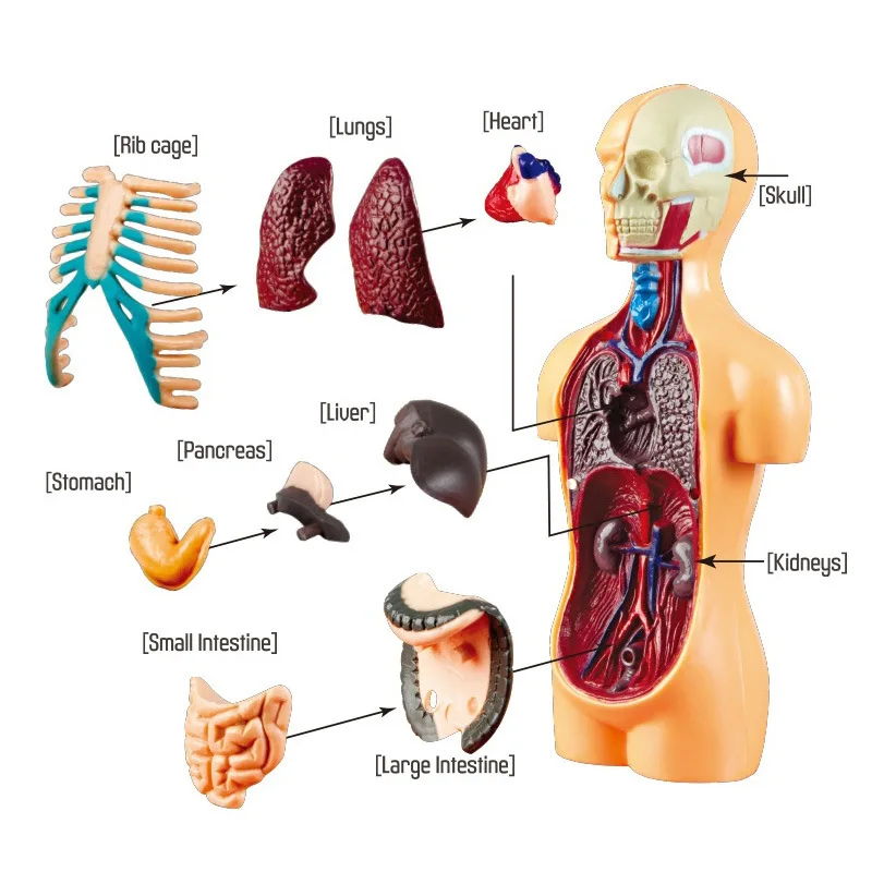 Anatomy Learning Aid: Student's Skeleton Brain Kit for Engaging Classroom Science Experiments Students Gifts  and learning tool