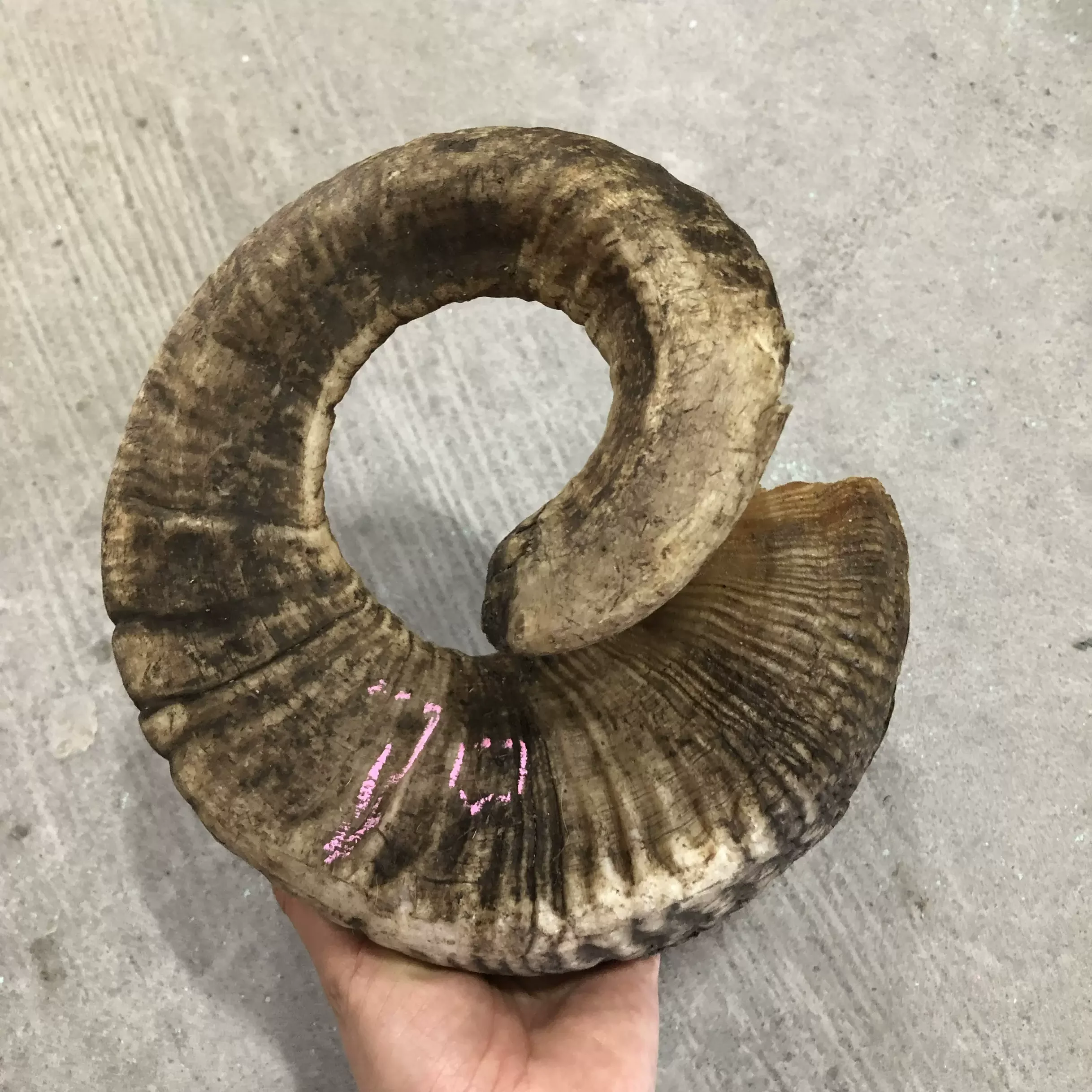 Sheep horn for more than ten years old, one-pair, corner, Cornu Capra, hircus raw materials, decorative ornaments,home decor