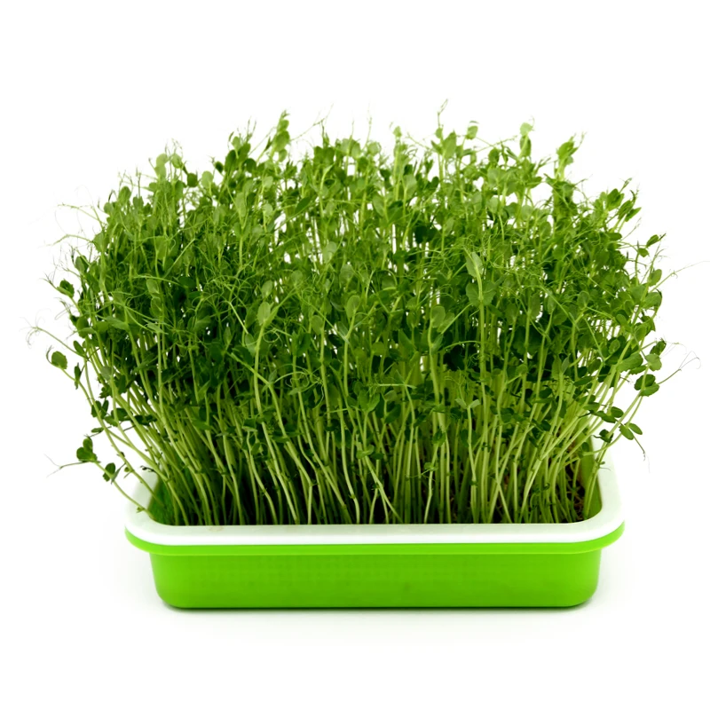 Bandejas de semeadura de berçário de cultivo de plantas para hidroponia